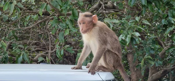 Apina Auton Päällä Parkkipaikalla Lähellä Mahabaleshwaria Apinat Elphinstone Pointissa — kuvapankkivalokuva