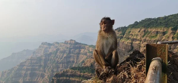 Mono Asiático India Sentado Borde Acantilado Con Una Expresión Curiosa — Foto de Stock