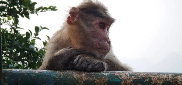 Asian monkey of India sitting on the edge of a cliff with a curious expression. Shot with blue cloudy sky and the mahabaleshwar range of mountains behind