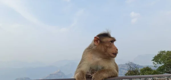 Asian Monkey India Sitting Edge Cliff Curious Expression Shot Blue — Fotografia de Stock