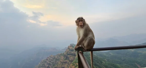 Indická Asijská Opice Sedící Okraji Útesu Zvědavým Výrazem Shot Modrou — Stock fotografie