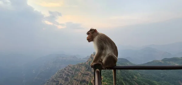 Asiatischer Affe Indiens Der Mit Seltsamem Gesichtsausdruck Rande Einer Klippe — Stockfoto