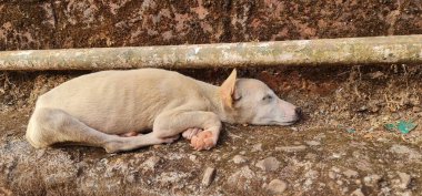 Yetersiz beslenen ve yorgun sokak köpeği Savitri noktasında kırmızı kaldırım yolunda uyuyor. Mahabaleshwar, Mumbai, Hindistan