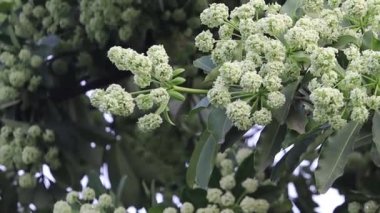 Alstonia bursuyla çiçek açan çiçekler, genellikle karatahta ağacı ya da Saptaparni ya da şeytan ağacı olarak bilinir. Apocynaceae familyasından sonsuza dek yeşil süslemeli bir tropik ağaç.