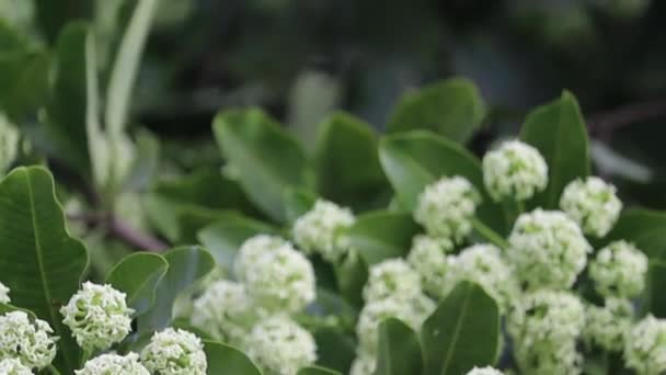 Flores Plena Floração Alstonia Scholaris Comumente Chamado Árvore Quadro Negro — Vídeo de Stock