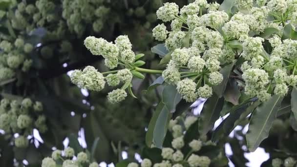 盛开的菊花 俗称黑板树或仙人掌或魔鬼树 它是无花果树科的一种常绿观赏植物 — 图库视频影像