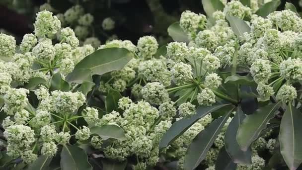 Virágok Teljes Virágzása Alstonia Scholaris Közismert Nevén Táblafa Vagy Saptaparni — Stock videók