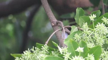 Alstonia bursunun çiçek tomurcukları, genellikle karatahta ağacı ya da Saptaparni ya da şeytan ağacı olarak adlandırılır. Apocynaceae familyasından sonsuza dek yeşil süslemeli bir tropik ağaç..