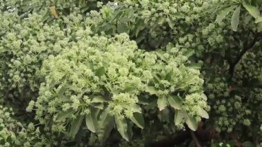 Alstonia bursunun çiçek tomurcukları, genellikle karatahta ağacı ya da Saptaparni ya da şeytan ağacı olarak adlandırılır. Apocynaceae familyasından sonsuza dek yeşil süslemeli bir tropik ağaç..