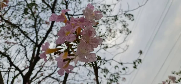 Pink Tabebuia Rosea Flower Full Bloom Eastern Express Highway Mumbai — Stock fotografie