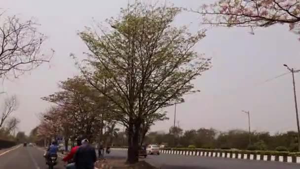 Mumbai India April 2022 Рожева Табебуя Rosea Квітка Повному Розквіті — стокове відео