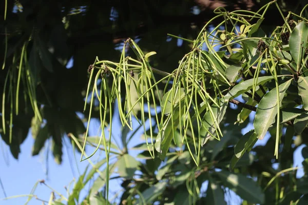 Sarkık, iki loşlu, dehisyan folikül, Milli şeklinde ve Alstonia bursunun uzun meyvesi, yaygın olarak karatahta ağacı ya da Saptaparni ya da şeytan ağacı olarak bilinir..