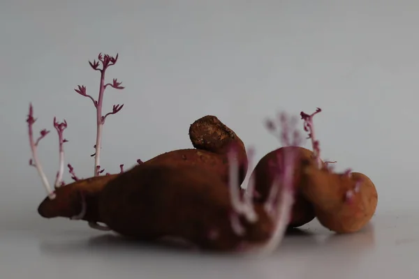 Sprouted Sweet Potato Sweet Potato Sweetpotato Dicotyledonous Plant Belongs Bindweed — 图库照片