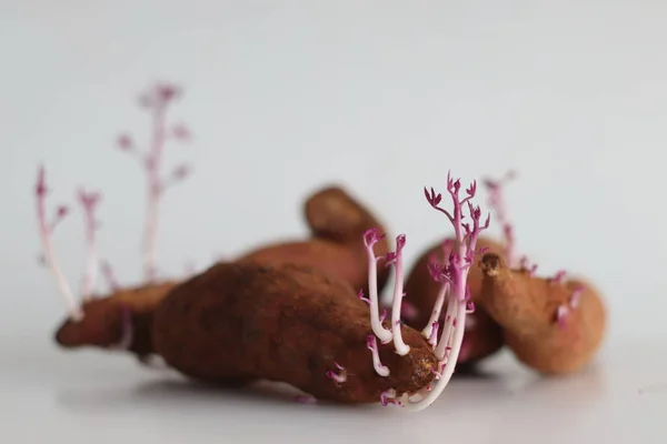 Sprouted Sweet Potato Sweet Potato Sweetpotato Dicotyledonous Plant Belongs Bindweed — 图库照片