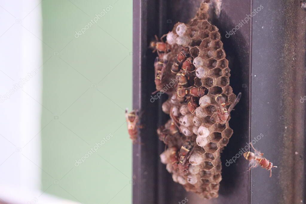 Paper wasp colony being built by the worker wasps. The hexagonal cells have eggs inside it. The nests of paper wasps are characterized by having open honey comb shaped cells for brood rearing.