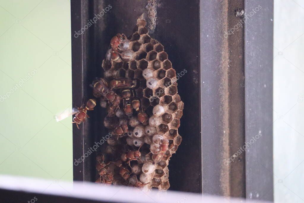 Paper wasp colony being built by the worker wasps. The hexagonal cells have eggs inside it. The nests of paper wasps are characterized by having open honey comb shaped cells for brood rearing.