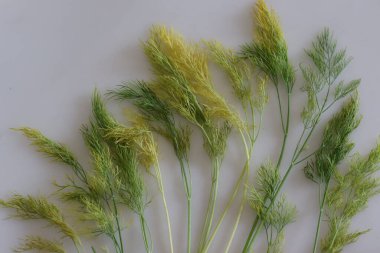 Solmuş dereotu yaprakları yeşilden sararır. Bu dereotlarının inanılmaz tedavi edici faydaları ve mutfak uygulamaları var. Benzersiz bir tadı ve farklı bir tadı var. Beyaz arkaplanda çekilen