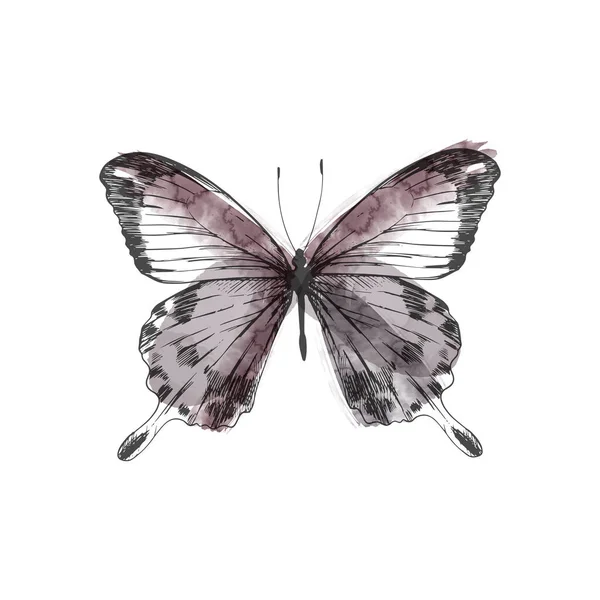 Vector Butterfly Isolated White Background Sketch Watercolor Textur — Stock Vector