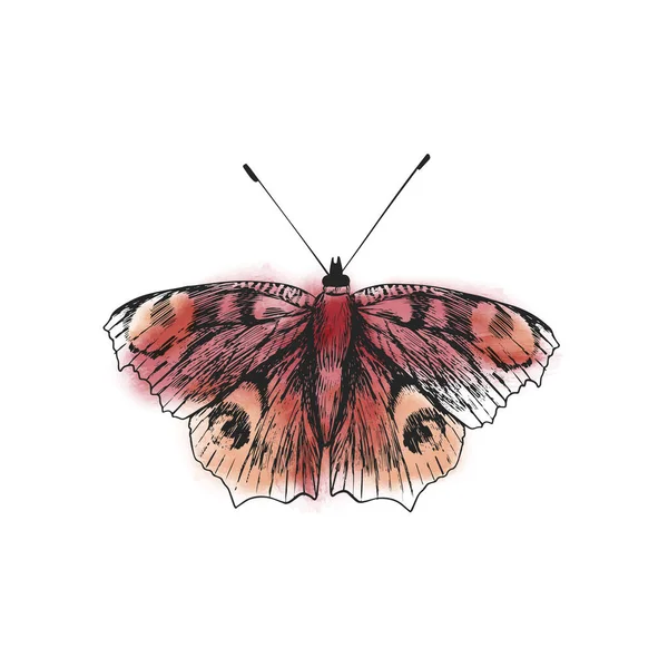 Vektor Schmetterling Isoliert Auf Weißem Hintergrund Skizze Und Aquarelltextur — Stockvektor