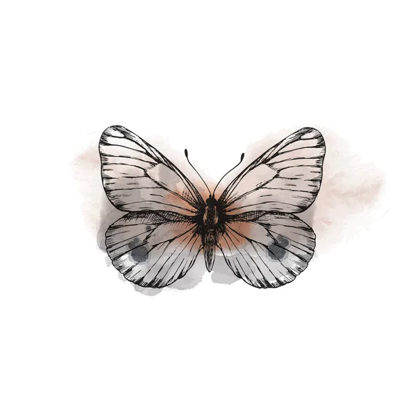 Papillon Vecteur Isolé Sur Fond Blanc Croquis Texture Aquarelle — Image vectorielle