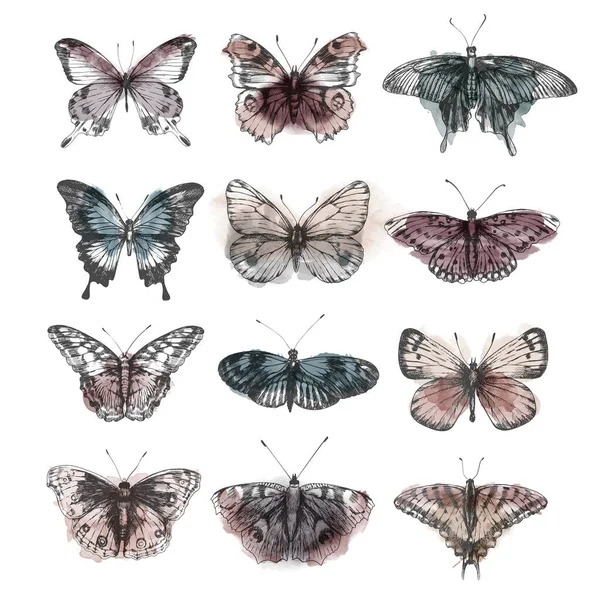 Digital Set Image Butterflies Retro Style Vector Illustration Butterfly — Stock Vector