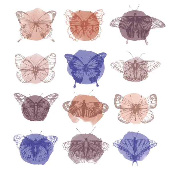 Cyfrowy Zestaw Wizerunku Motyli Stylu Retro Ilustracja Wektora Motyla — Wektor stockowy