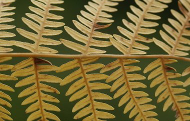 Yüksek kaliteli yakın çekim doğal yaprak fotoğrafı, doğal haliyle göz alıcı bir güzelliğe sahip.