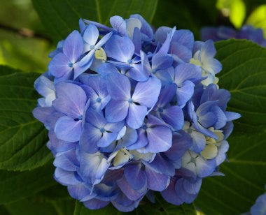 Doğanın en güzel rengi..