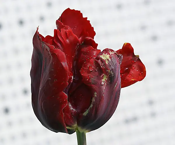 High quality detailed photo of a red flower. Beauty of the color red is of course undeniable, so the red on a plant is of course equally flawless.