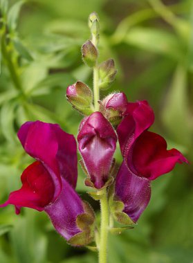 Bulanık arka planın etkisi sayesinde çiçek büyüleyici güzelliğini ve mükemmel detaylarını gösterebilir..