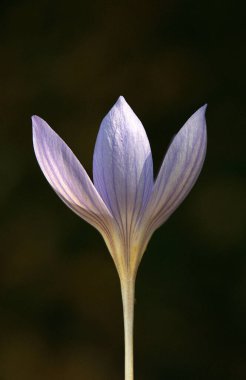 Çiçeğin eşsiz ve yüksek kaliteli yakın çekim görüntüsü çarpıcı mavi ve mor renklerle uyum içinde.