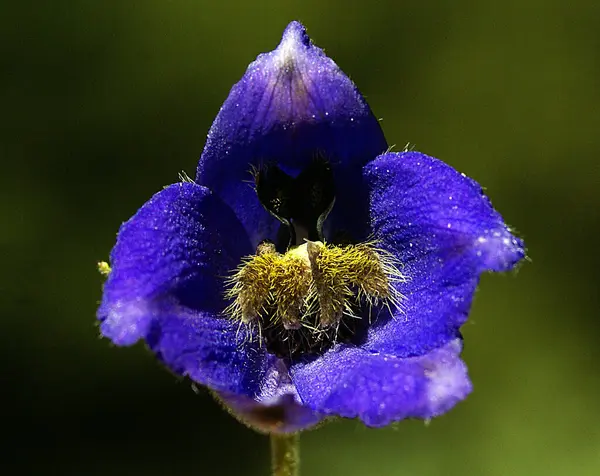Unique High Quality Close Image Flower Harmony Stunning Blue Purple — Stock Photo, Image