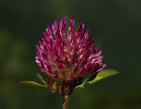 Feche Foto Detalhada Uma Flor Com Fundo Embaçado — Fotografia de Stock