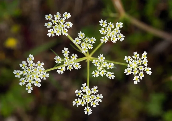 Close Foto Dettagliata Fiore Con Uno Sfondo Sfocato — Foto Stock