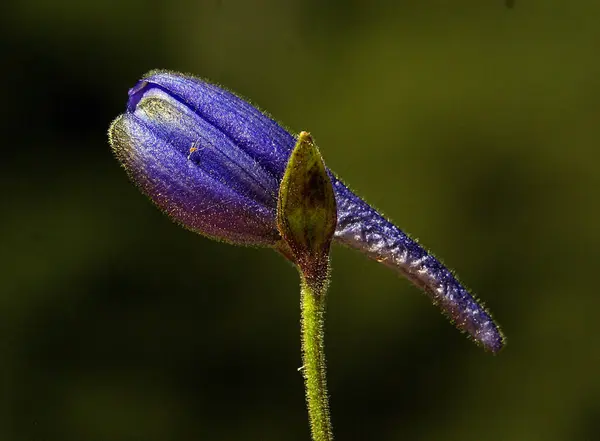 Unikátní Vysoce Kvalitní Detail Obraz Květiny Souladu Ohromující Modré Fialové — Stock fotografie