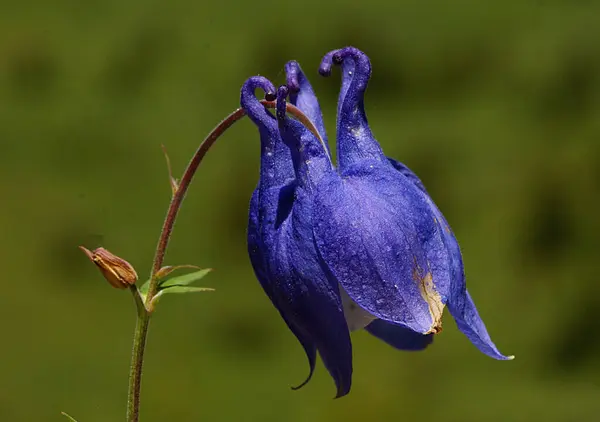 Imagen Cerca Única Alta Calidad Flor Armonía Con Los Impresionantes — Foto de Stock