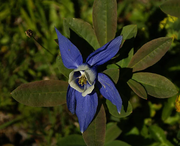 Çiçeğin Eşsiz Yüksek Kaliteli Yakın Çekim Görüntüsü Çarpıcı Mavi Mor — Stok fotoğraf