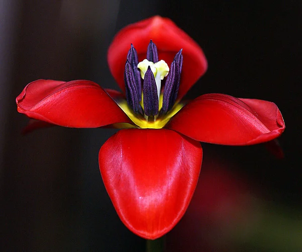 High Quality Detailed Photo Red Flower Beauty Color Red Course — Fotografia de Stock