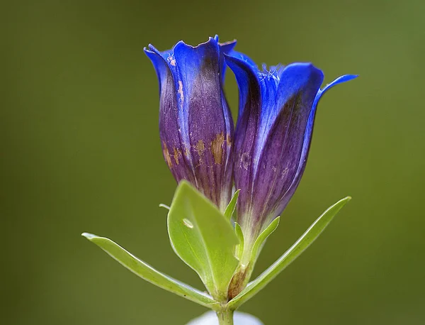 Close Detailed Photo Flower Blurred Background — Stock Photo, Image
