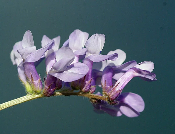 Geçmişi Bulanık Bir Çiçeğin Kusursuz Kusursuz Görüntüsü — Stok fotoğraf