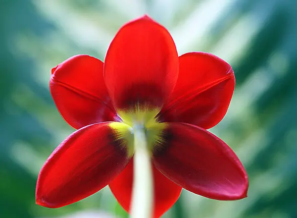Высококачественная Подробная Фотография Красного Цветка Красота Красного Цвета Конечно Неоспорима — стоковое фото