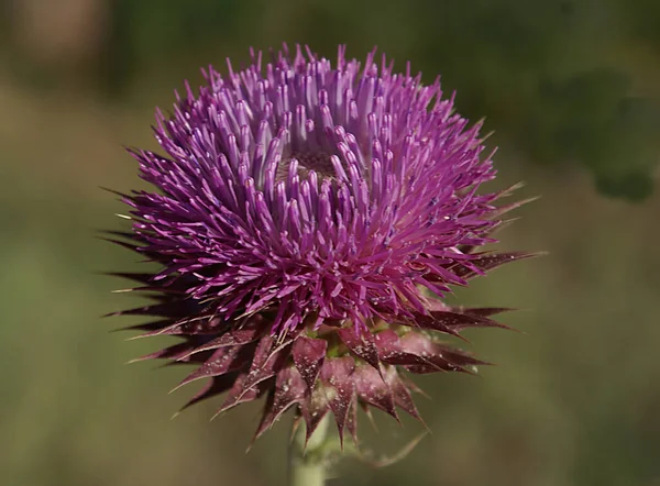 Close Detailed Photo Flower Blurred Background — Stock Photo, Image