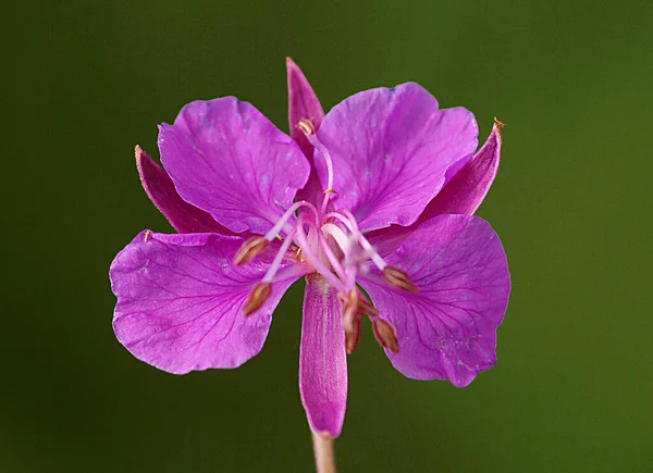 Μεγάλη Αρμονία Του Θολή Φόντο Και Ροζ Λουλούδι — Φωτογραφία Αρχείου