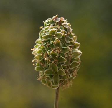 Bulanık arkaplanı olan bir çiçeğin detaylı fotoğrafını kapat.