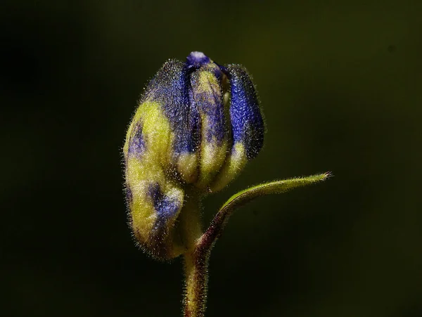 Egyedi Kiváló Minőségű Közelkép Virág Harmóniában Lenyűgöző Kék Lila Árnyalatok — Stock Fotó