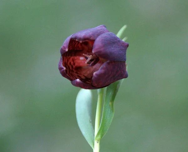 Imagem Close Única Alta Qualidade Flor Harmonia Com Tons Azuis — Fotografia de Stock