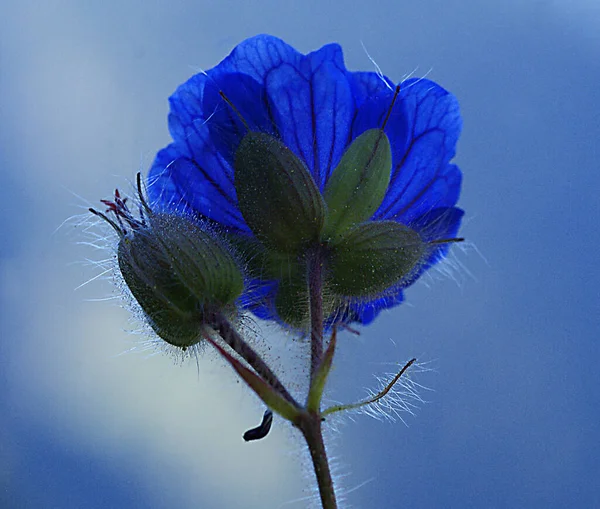 Unikátní Vysoce Kvalitní Detail Obraz Květiny Souladu Ohromující Modré Fialové — Stock fotografie