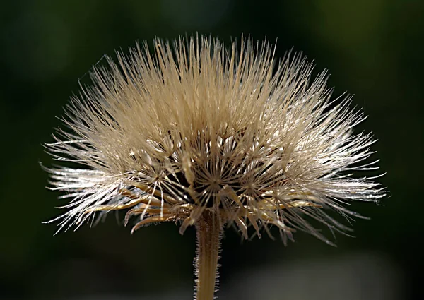 Photo Détaillée Une Fleur Avec Fond Flou — Photo