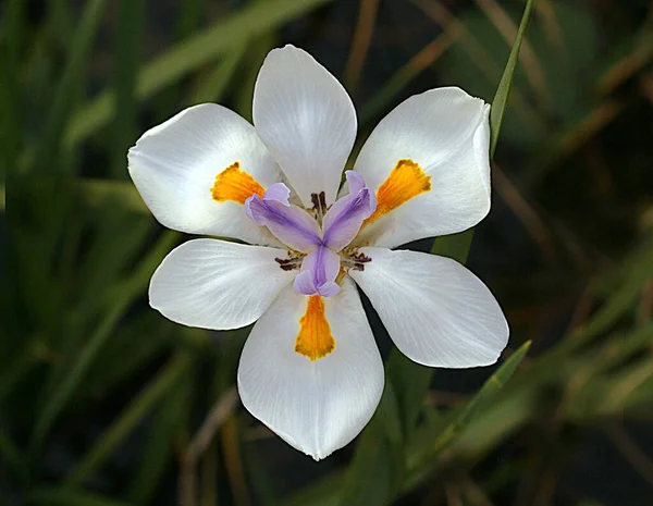Egy Közeli Kép Egy Csodálatos Virágágról Aminek Esztétikai Színei Vannak — Stock Fotó