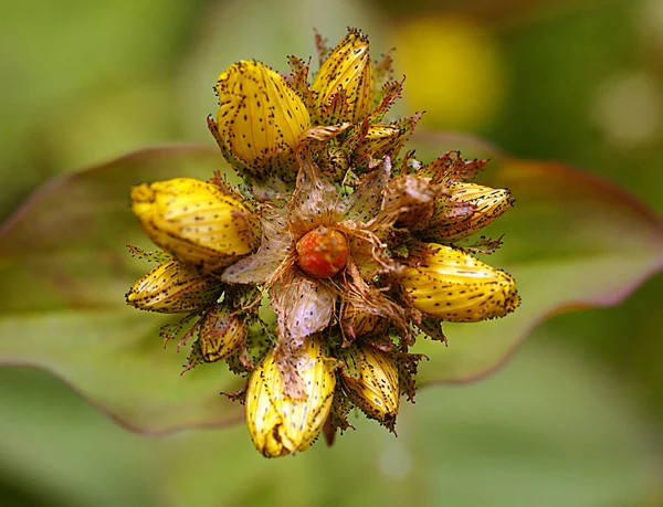 Bulanık Arkaplanı Olan Bir Çiçeğin Detaylı Fotoğrafını Kapat — Stok fotoğraf
